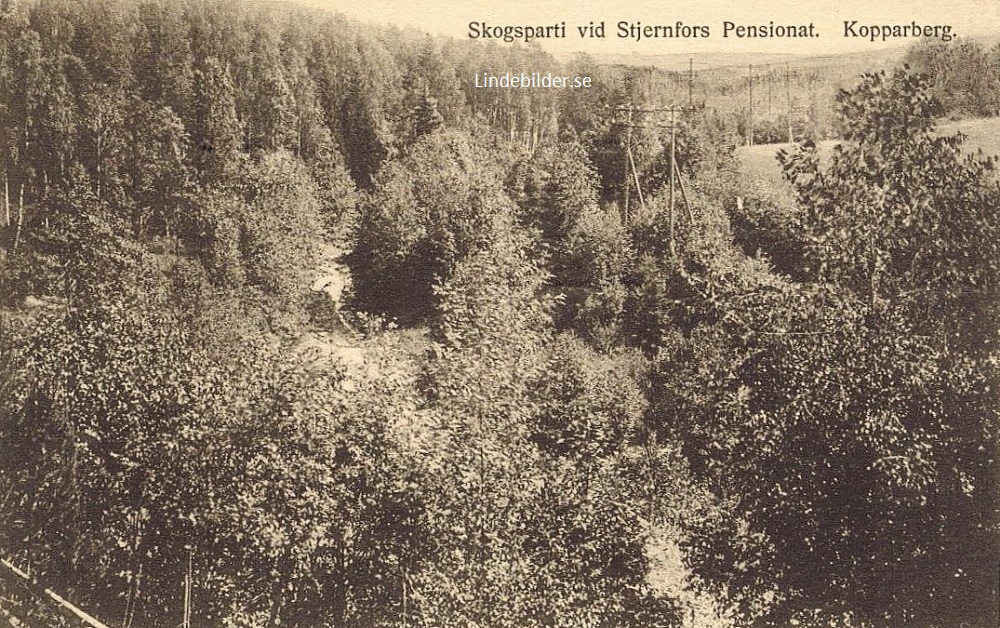 Skogsparti vid Stjernfors Pensionat, Kopparberg