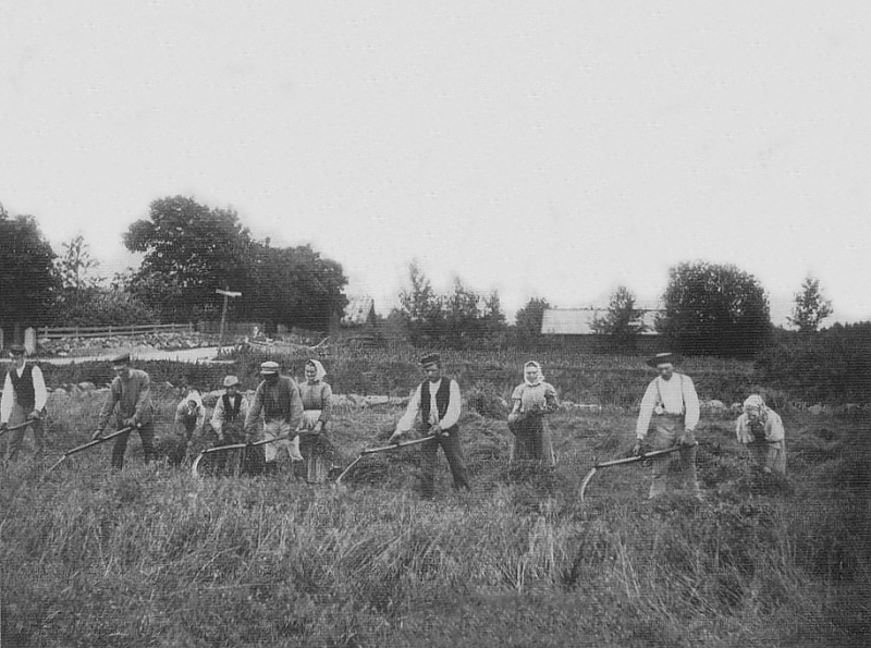 Örebro, Almby, Ormesta Gård Skördearbete 1901