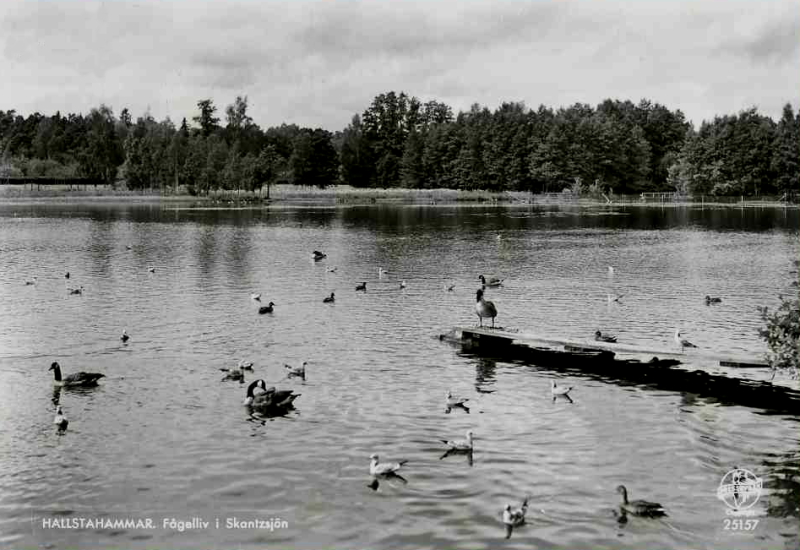 Hallstahammar, Fågelliv i Skantzsjön