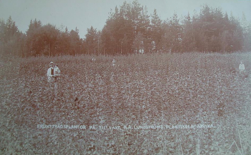 Arvika, Fruktträdsplantor på tillväxt, K A Lundströms Plantskola