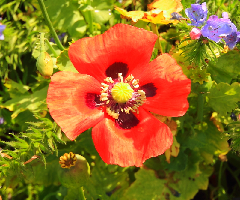 Frövi Blommor