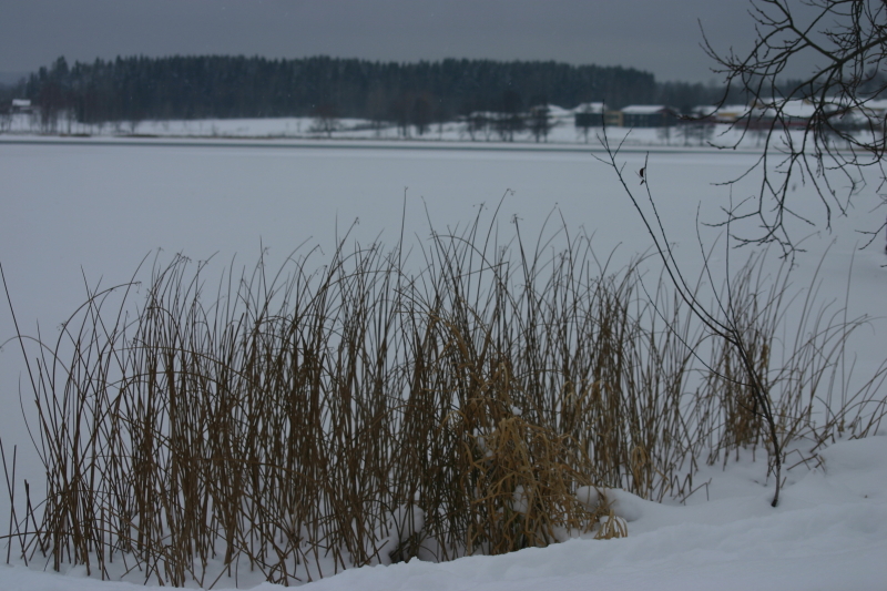 Strån i Snön