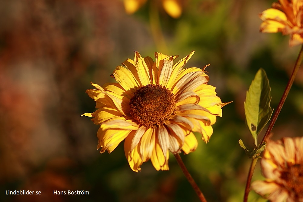 Höstblomma