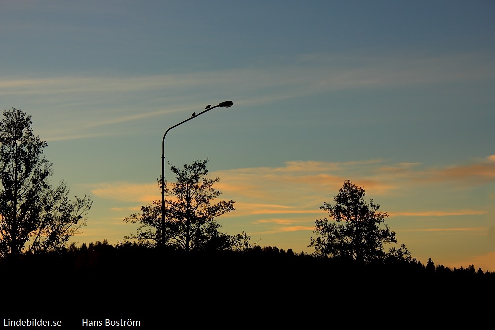 Två fåglar väntar på solen