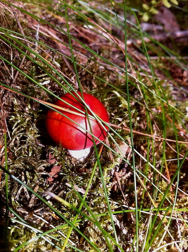 Svampskogen i Nora