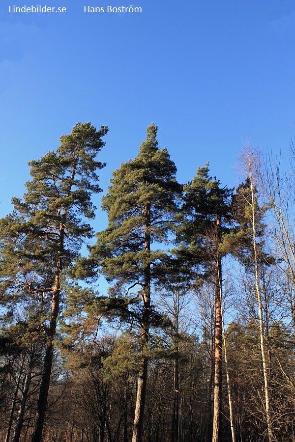 Tallar och Björkar