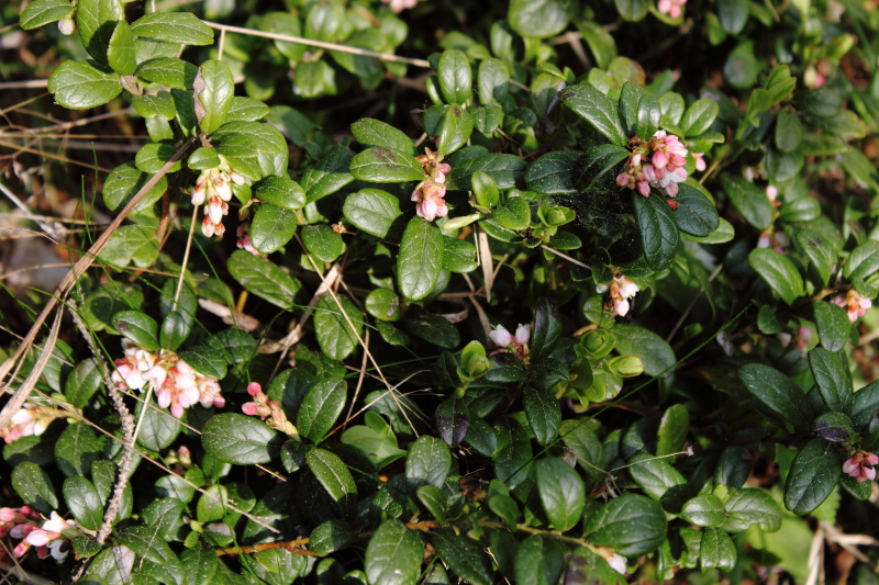 Bär blommor