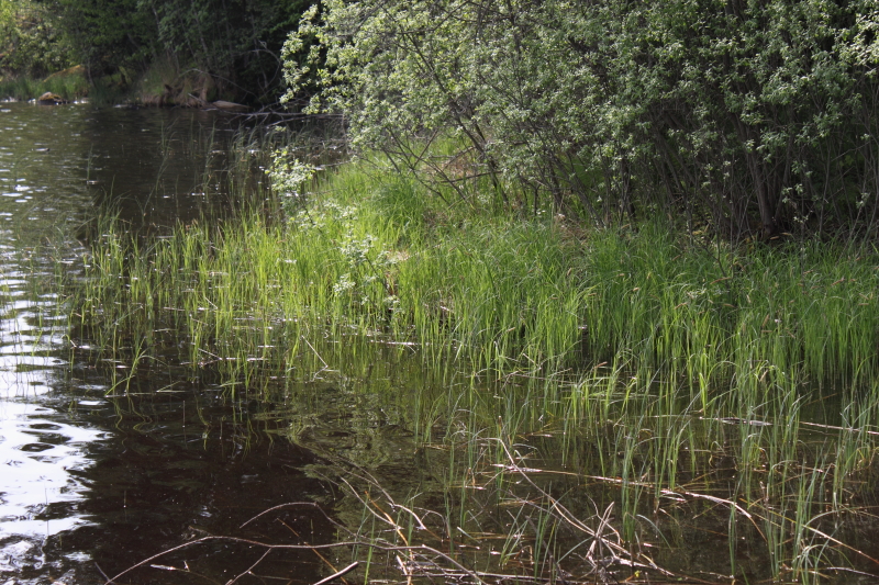 Parkuddens ån