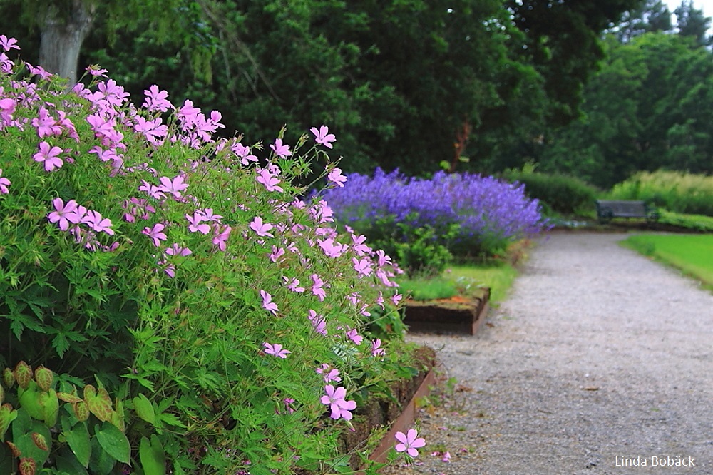 Blommor