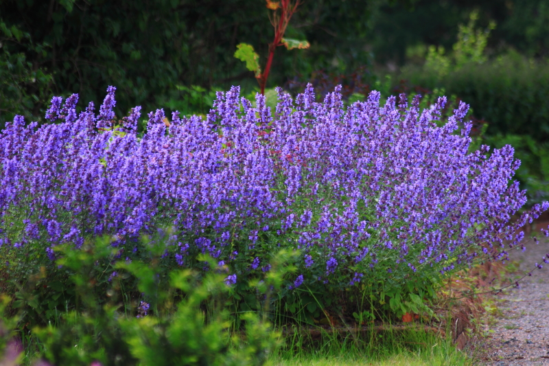 Blommor