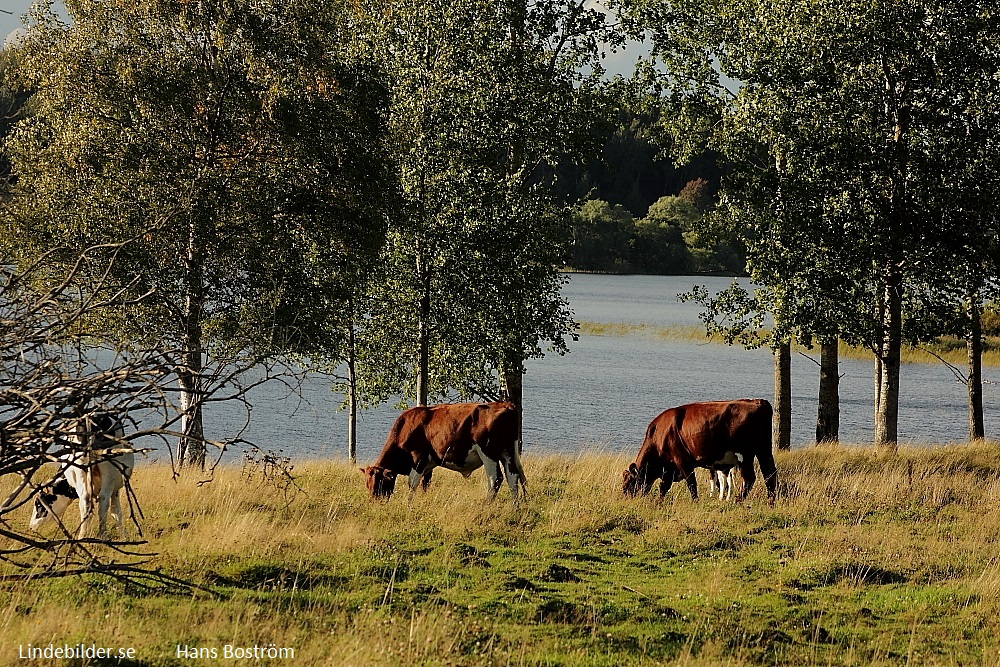 Lindesjön