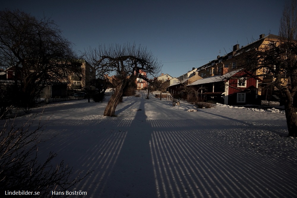 Trädgården mot Strandpromenaden