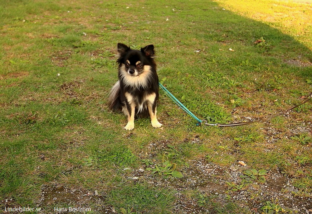 Hunden i Koppel