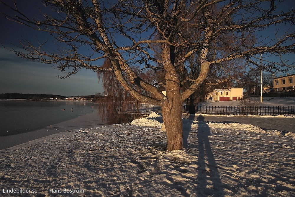 Strandpromenaden och Trädet