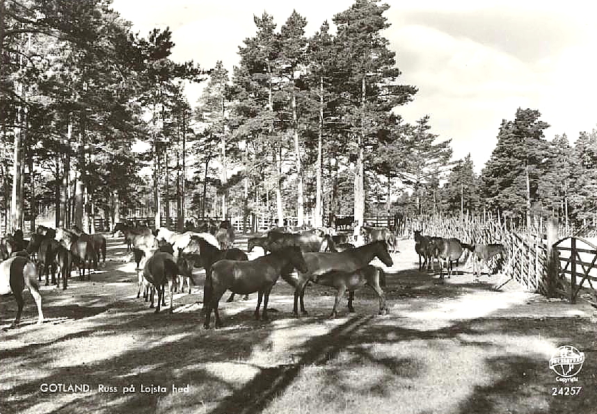 Gotland, Russ på Lojsta Hed