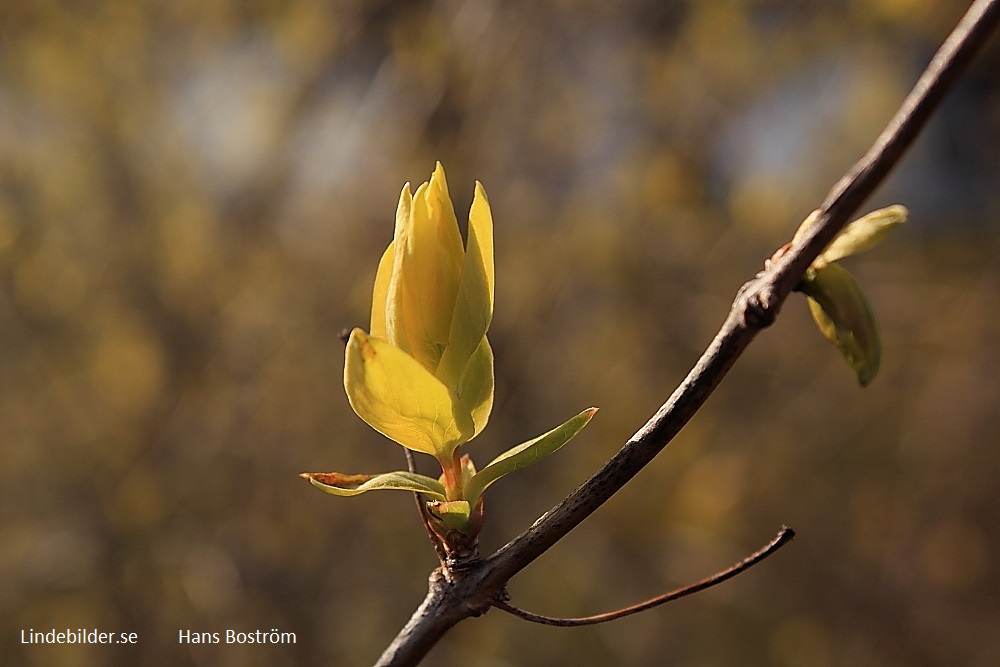 En gul "Blomma"