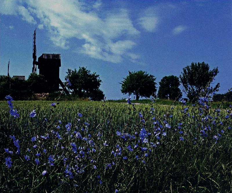 Öland, Kvarn och Blommor