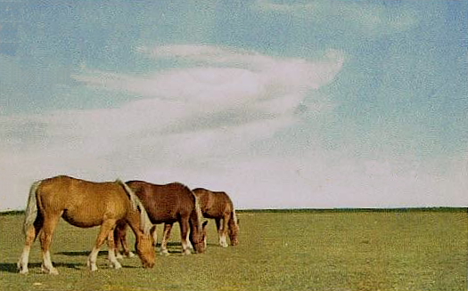 Öland, Hästar på Alvaret