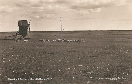 Öland, Alvaret vid Gottlinge, Södra Möckleby 1954