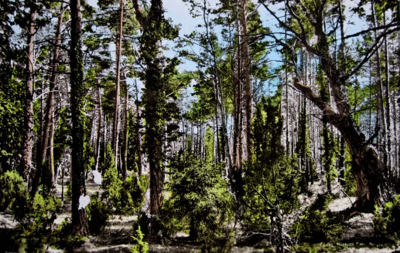 Öland, Borgholm Trollskogen