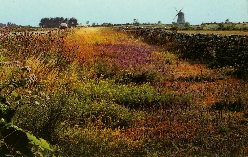 Öland, Vid Väggången i Borgholm, Fd Våffelkvarnen