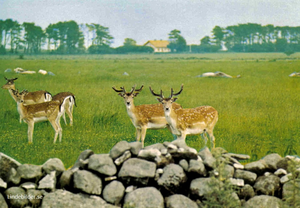 Öland, Ottenby, Dovhjortar