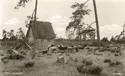 Gotland, Fårö Lambgift