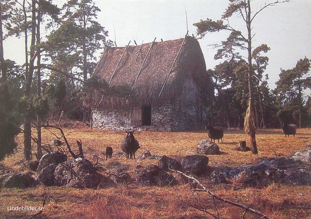 Fårö. Lambgift