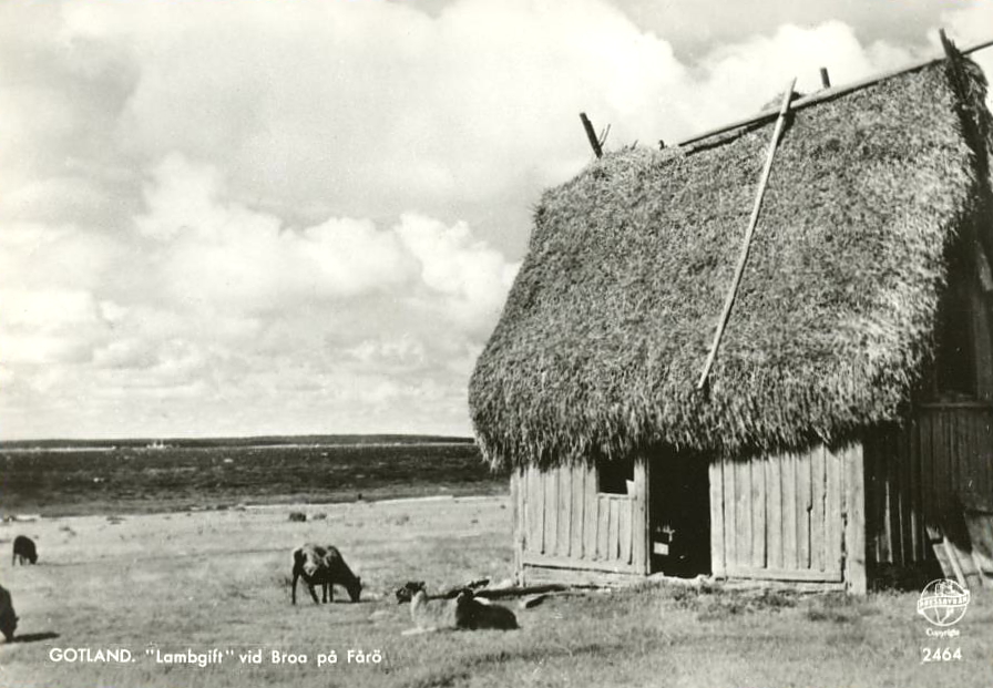 Gotland, Lambgift, vid Broa på Fårö