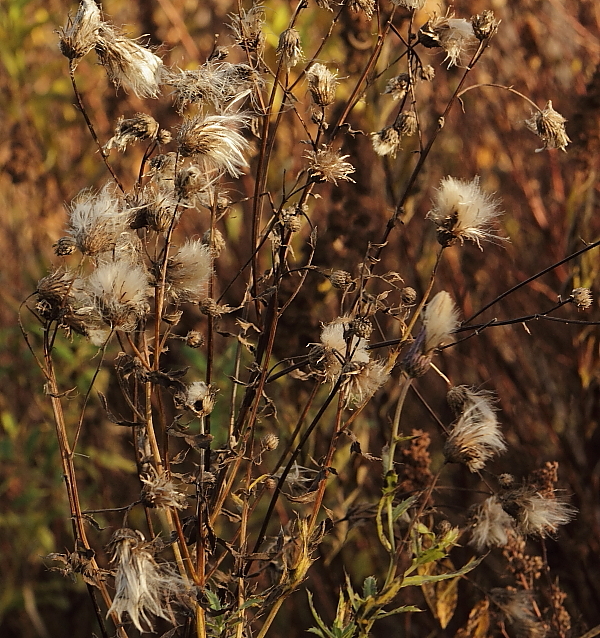 Blommor