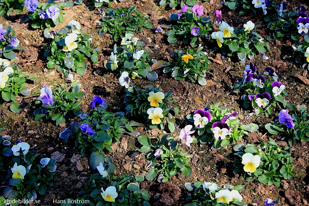 Lindesberg Blommor