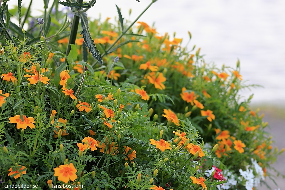 Lindesberg Strandpromenadens  Blommor