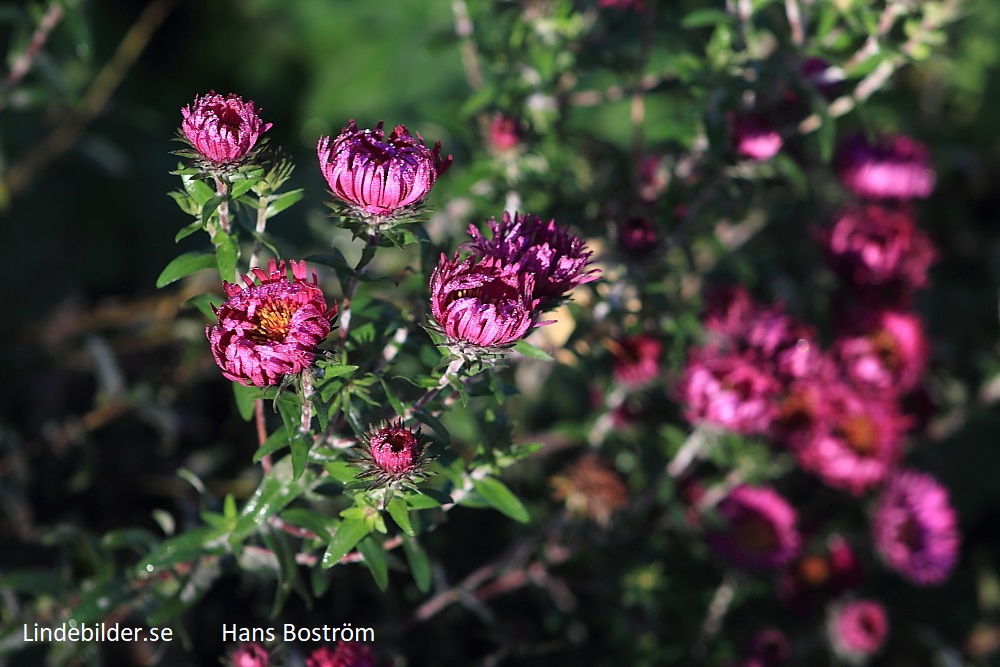 Blommor i solen