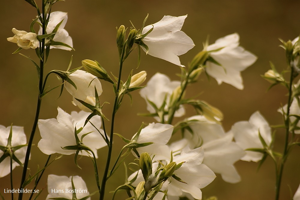 Vita Blommor