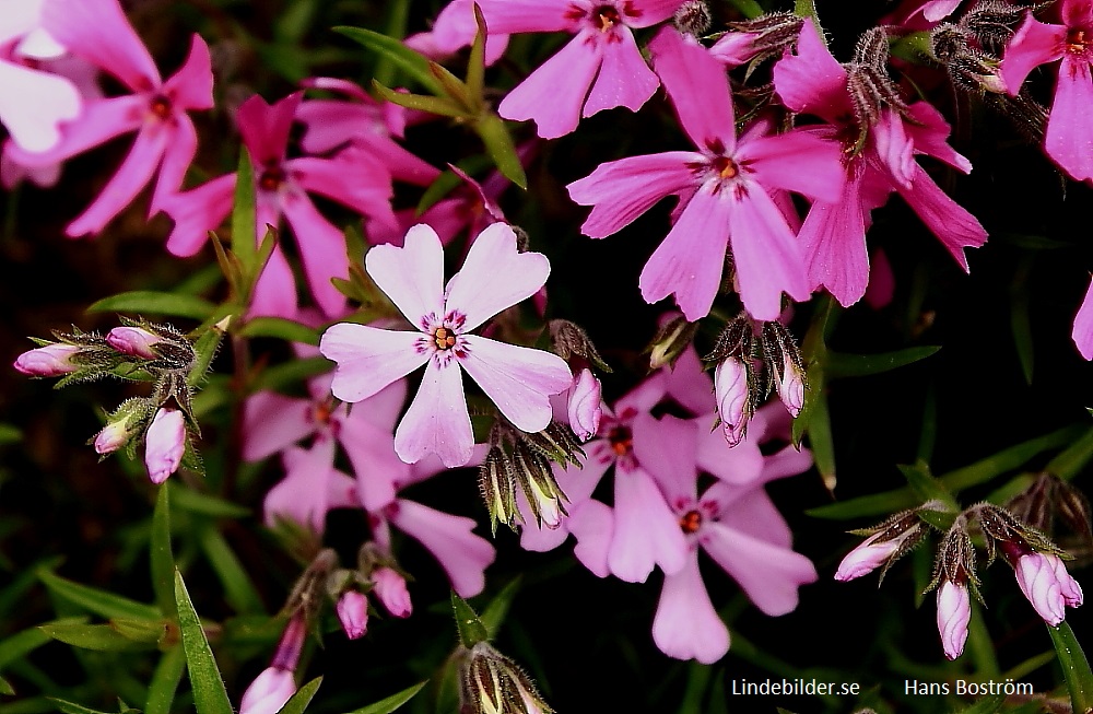 Blommor och Knoppar