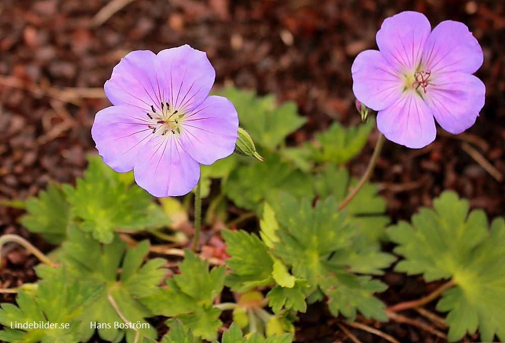 Blommor