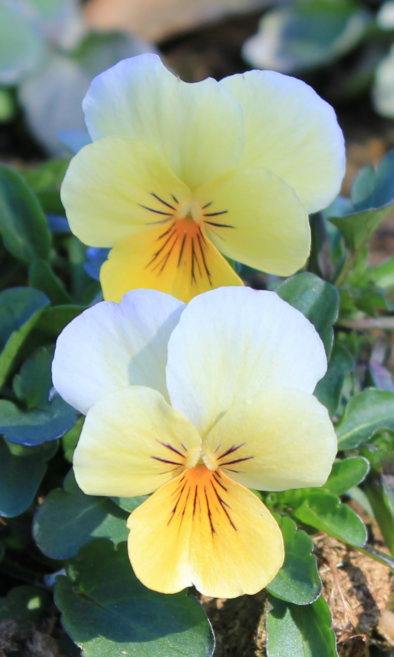 Lindesberg Gula Blommor