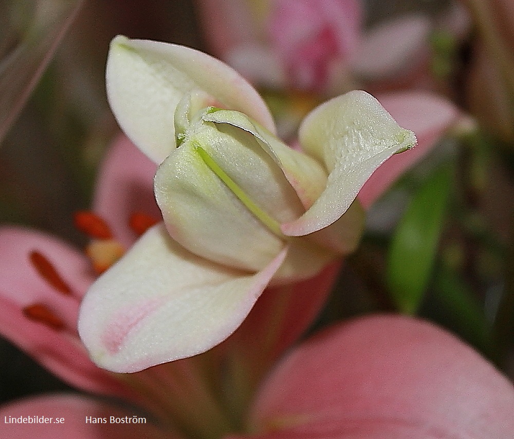 Lindesberg Blomma