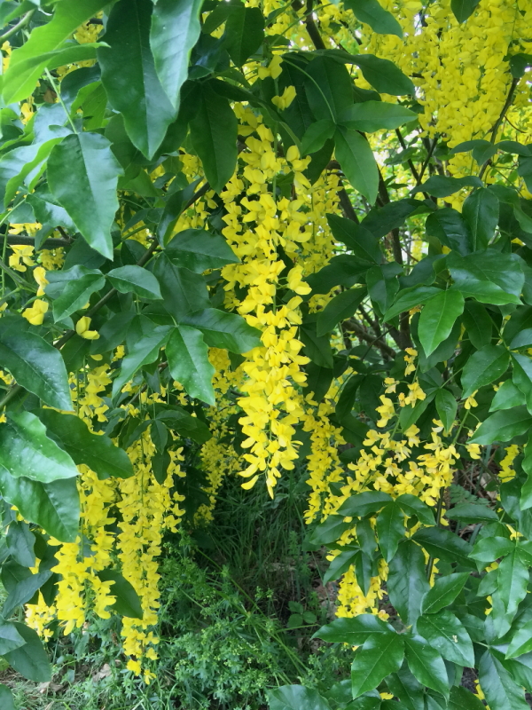 Gula Blommor