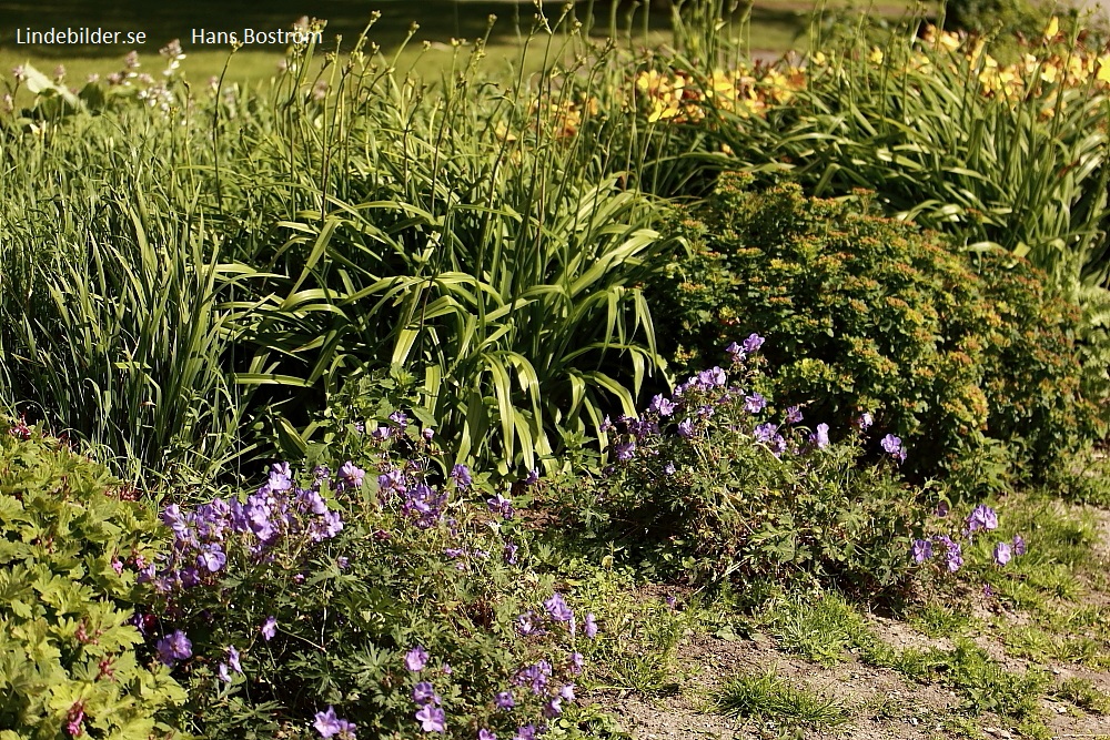 Lindesberg Blomsterprakt