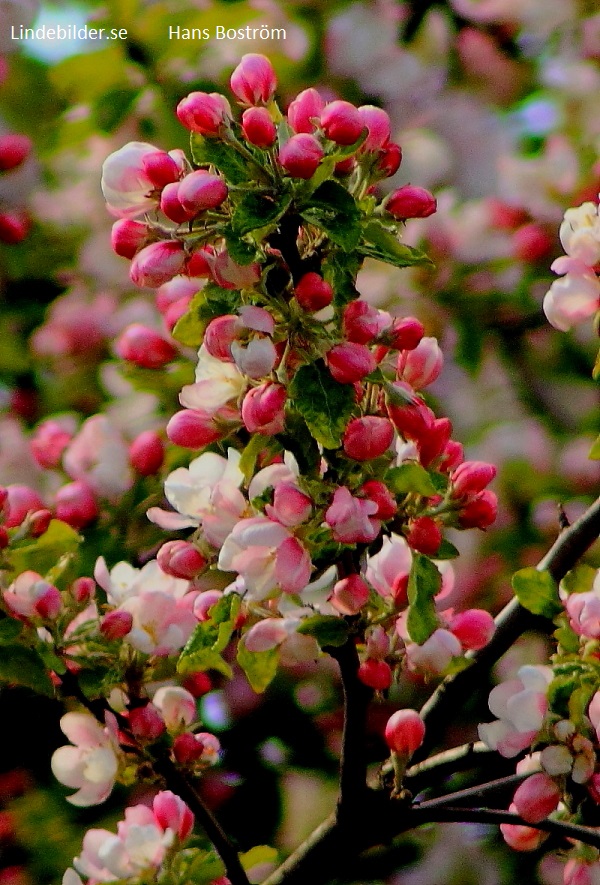 Äppelblommor