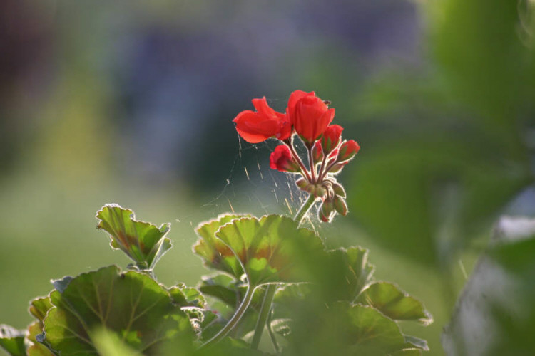 Röd blomma