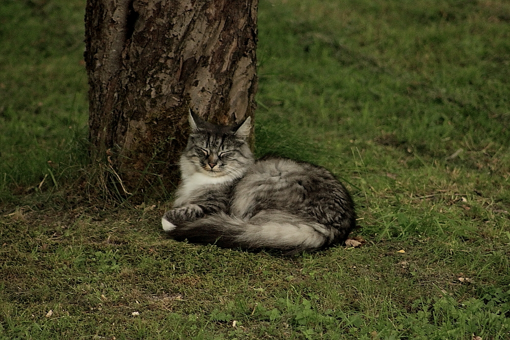 Katten under trädet