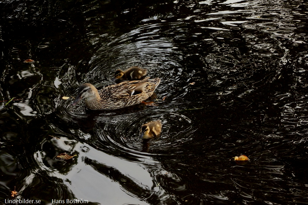 Änder i Bottenån