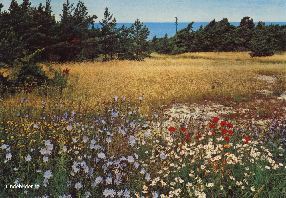Blommande Gotlandssommar 1985