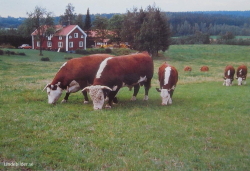 Järnboås, Gölagården