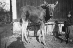 Degerfors, Nysund, Svartå Älgen Svart o Lotta 1934 Degerfors, Nysund, Svartå Älgen Svart o Lotta 1934