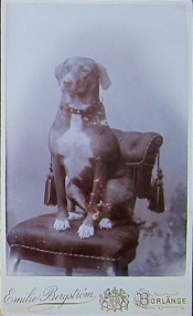 Borlänge, Ateljefoto Hund Borlänge, Ateljefoto Hund