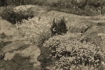 Karlstad, Stenborgs Trädskolor, Blomster och Stenar 1927