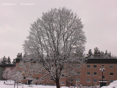 Snöfall på Bättringsvägen Snöfall på Bättringsvägen